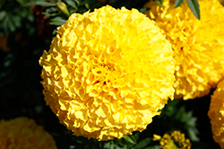 Marvel II Yellow Marigold (Tagetes erecta 'PAS1363450') at Sargent's Nursery