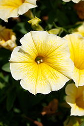 Bee's Knees Petunia (Petunia 'Balcobees') at Sargent's Nursery