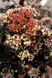 Peach Pearls Stonecrop (Sedum telephium 'Peach Pearls') at Sargent's Nursery
