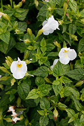 Summer Wave Bouquet White Torenia (Torenia 'Summer Wave Bouquet White') at Sargent's Nursery
