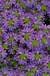 Surdiva Blue Violet Fan Flower (Scaevola aemula 'Surdiva Blue Violet') at Sargent's Nursery