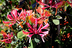 Goldflame Honeysuckle (Lonicera x heckrottii) at Sargent's Nursery