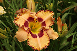 Rainbow Rhythm Lake of Fire Daylily (Hemerocallis 'Lake of Fire') at Sargent's Nursery