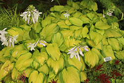 Stained Glass Hosta (Hosta 'Stained Glass') at Sargent's Nursery