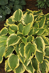 Trendsetter Hosta (Hosta 'Trendsetter') at Sargent's Nursery