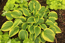 Twin Cities Hosta (Hosta 'Twin Cities') at Sargent's Nursery