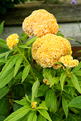 Twisted Yellow Celosia (Celosia cristata 'Twisted Yellow') at Sargent's Nursery
