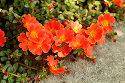 Rio Grande Orange Portulaca (Portulaca oleracea 'Rio Grande Orange') at Sargent's Nursery