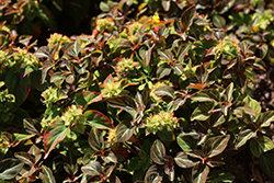 Night Light Moneywort (Lysimachia alfredii 'Night Light') at Sargent's Nursery