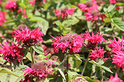 Bee-You Bee-Happy Beebalm (Monarda 'Bee-Happy') at Sargent's Nursery