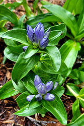 Closed Bottle Gentian (Gentiana andrewsii) at Sargent's Nursery