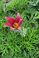 Red Pasqueflower (Pulsatilla vulgaris 'Rubra') at Sargent's Nursery