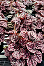 Schumi Red Peperomia (Peperomia caperata 'Schumi Red') at Sargent's Nursery