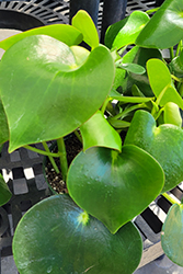 Owl Eye Peperomia (Peperomia 'Owl Eye') at Sargent's Nursery