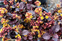 Concorde Japanese Barberry (Berberis thunbergii 'Concorde') at Sargent's Nursery