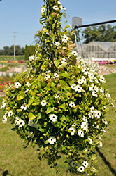 Coconut A-Peel Black-Eyed Susan Vine (Thunbergia alata 'Coconut A-Peel') at Sargent's Nursery