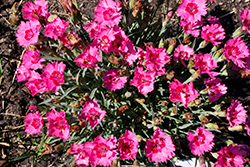 Paint The Town Fancy Pinks (Dianthus 'Paint The Town Fancy') at Sargent's Nursery