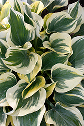 Liberty Hosta (Hosta 'Liberty') at Sargent's Nursery