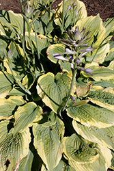 Spartacus Hosta (Hosta 'Spartacus') at Sargent's Nursery