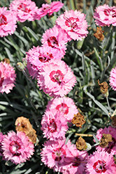 Pretty Poppers Cute As A Button Pinks (Dianthus 'Cute As A Button') at Sargent's Nursery
