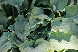 Wind Beneath My Wings Hosta (Hosta 'Wind Beneath My Wings') at Sargent's Nursery
