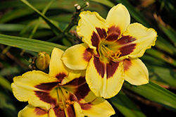 Star Of The North Daylily (Hemerocallis 'Star Of The North') at Sargent's Nursery