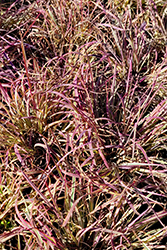 Shining Star Bluestem (Schizachyrium scoparium 'Shining Star') at Sargent's Nursery