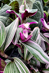 Nanouk Tradescantia (Tradescantia albiflora 'Nanouk') at Sargent's Nursery