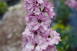 Delgenius Chantay Larkspur (Delphinium 'Chantay') at Sargent's Nursery