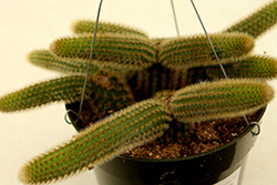 Monkey Tail Cactus (Cleistocactus colademononis) at Sargent's Nursery