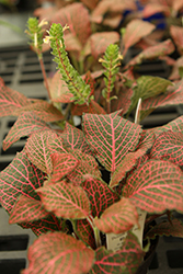 Nerve Plant (Fittonia argyroneura) at Sargent's Nursery