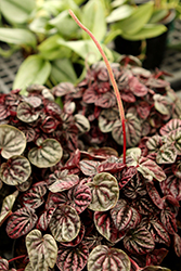 Schumi Red Peperomia (Peperomia caperata 'Schumi Red') at Sargent's Nursery