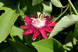 Red Passion Flower (Passiflora coccinea) at Sargent's Nursery