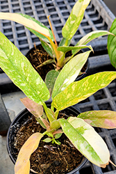 Ring of Fire Philodendron (Philodendron 'Ring of Fire') at Sargent's Nursery