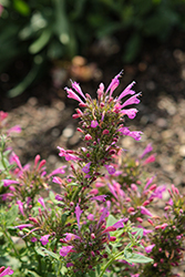 Sunrise Violet Hyssop (Agastache 'Sunrise Violet') at Sargent's Nursery