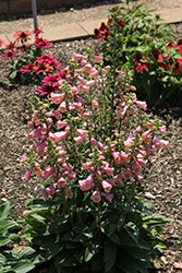 Arctic Fox Rose Foxglove (Digitalis 'Balroxose') at Sargent's Nursery