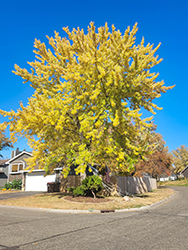 Silver Maple (Acer saccharinum) at Sargent's Nursery