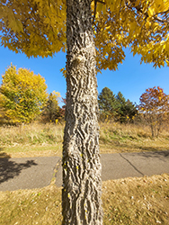 Common Hackberry (Celtis occidentalis) at Sargent's Nursery