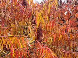 Tiger Eyes Sumac (Rhus typhina 'Bailtiger') at Sargent's Nursery