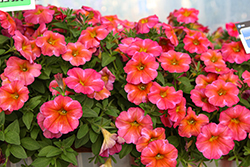 SuperCal Premium Coral Star Petchoa (Petchoa 'SAKPXC043') at Sargent's Nursery