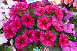 SuperCal Premium Rose Star Petchoa (Petchoa 'SAKPXC038') at Sargent's Nursery