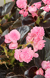 Birthday Bash Cotton Candy Begonia (Begonia 'Birthday Bash Cotton Candy') at Sargent's Nursery