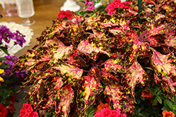 Down Town Santa Monica Coleus (Solenostemon scutellarioides 'Santa Monica') at Sargent's Nursery