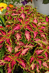 Down Town Vegas Neon Coleus (Solenostemon scutellarioides 'Vegas Neon') at Sargent's Nursery