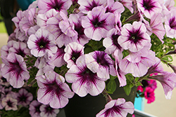 Surfinia Heavenly Amethyst Burst Petunia (Petunia 'Surfinia Heavenly Amethyst Burst') at Sargent's Nursery
