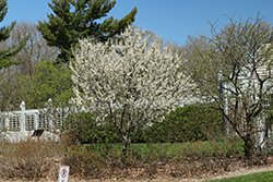 Toka Plum (Prunus 'Toka') at Sargent's Nursery