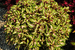 Down Town Miami Magic Coleus (Solenostemon scutellarioides 'Miami Magic') at Sargent's Nursery
