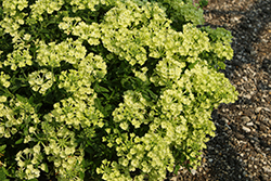 Lanai Green Apple Verbena (Verbena 'Lanai Green Apple') at Sargent's Nursery