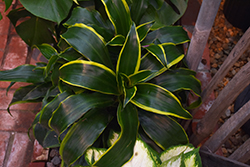 Dorado Dracaena (Dracaena deremensis 'Dorado') at Sargent's Nursery