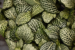 Mosaic Plant (Fittonia albivenis) at Sargent's Nursery